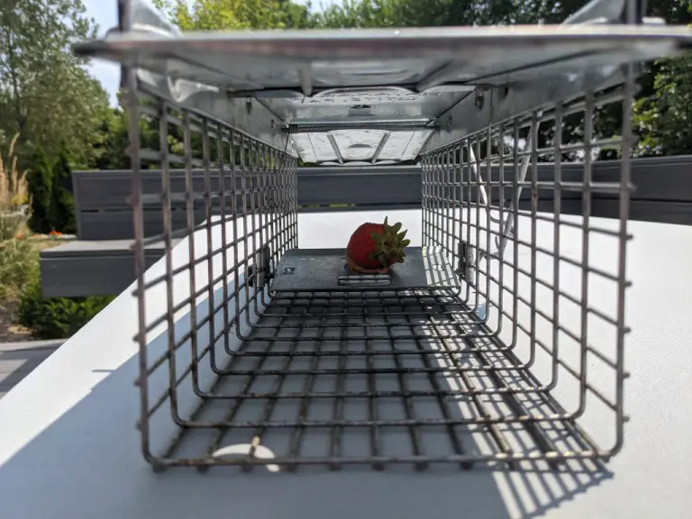strawberry peanut butter live chipmunk trap